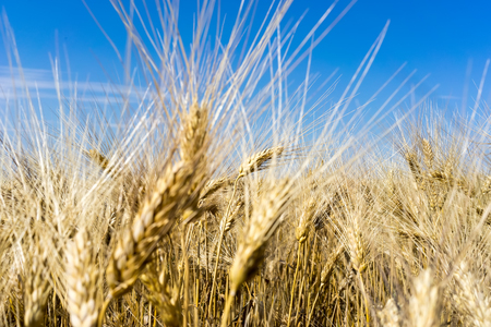 Gold wheat field and blue skyの写真素材