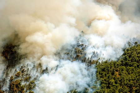 Fire in forest areas in Viotia in Central Greeceの写真素材