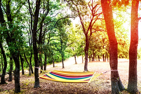 A most beautiful place in nature, hammock in green forest, outdoor adventure. Sunrise  filtered image. Cross processed image with shallow depth of fieldの写真素材