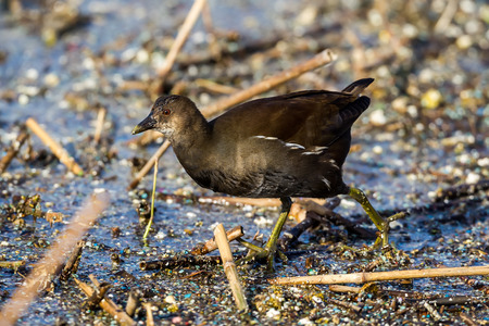The common moorhen (Gallinula chloropus) also known as the swamp chicken,  in the lagoon Kalochori in northern Greeceの写真素材