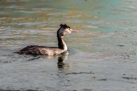 one injured great crested grebe (Podiceps cristatus) , in wetlands in Kalohori in north Greece with...