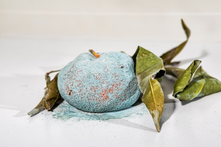 Rotten and fresh tangerine fruit with mold.の写真素材