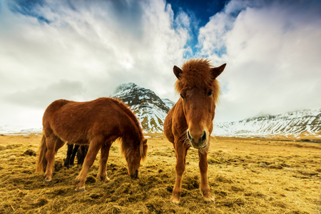 Horses in the mountains in Icelandの写真素材