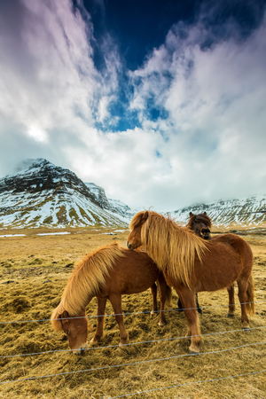 Horses in the mountains in Icelandの写真素材