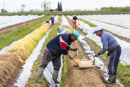 Xrisoupoli, Kavala, Greece - April 18, 2017: Immigrant seasonal farm workers (men and women) during harvesting white asparagus in the Xrisoupoli of Northern Greece.のeditorial素材