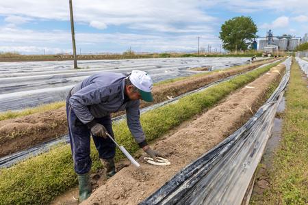 Xrisoupoli, Kavala, Greece - April 18, 2017: Immigrant seasonal farm workers (men and women) during harvesting white asparagus in the Xrisoupoli of Northern Greece.のeditorial素材