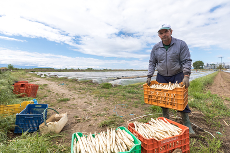 Xrisoupoli, Kavala, Greece - April 18, 2017: Immigrant seasonal farm workers (men and women) during harvesting white asparagus in the Xrisoupoli of Northern Greece.のeditorial素材