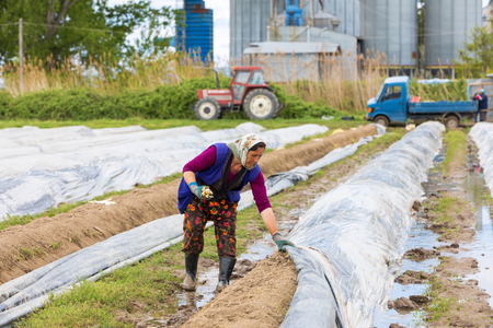 Xrisoupoli, Kavala, Greece - April 18, 2017: Immigrant seasonal farm workers (men and women) during harvesting white asparagus in the Xrisoupoli of Northern Greece.のeditorial素材