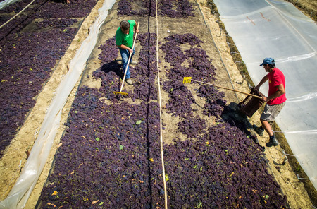 Mouzaki, Ilia, Greece - August 18, 2017: seasonal farm workers (men and women, old and young) pick and dry raisins in Greece. Raisins are produced commercially by drying harvested grape berriesのeditorial素材