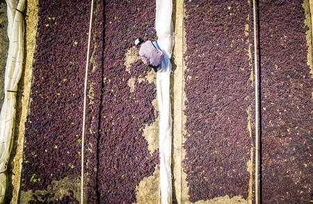 Mouzaki, Ilia, Greece - August 18, 2017: seasonal farm workers (men and women, old and young) pick and dry raisins in Greece. Raisins are produced commercially by drying harvested grape berriesのeditorial素材