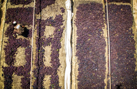 Mouzaki, Ilia, Greece - August 18, 2017: seasonal farm workers (men and women, old and young) pick and dry raisins in Greece. Raisins are produced commercially by drying harvested grape berriesのeditorial素材