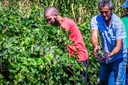 Mouzaki, Ilia, Greece - August 18, 2017: seasonal farm workers (men and women, old and young) pick and dry raisins in Greece. Raisins are produced commercially by drying harvested grape berriesのeditorial素材