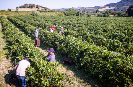 Mouzaki, Ilia, Greece - August 18, 2017: seasonal farm workers (men and women, old and young) pick and dry raisins in Greece. Raisins are produced commercially by drying harvested grape berriesのeditorial素材