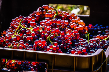 Mouzaki, Ilia, Greece - August 18, 2017: seasonal farm workers (men and women, old and young) pick and dry raisins in Greece. Raisins are produced commercially by drying harvested grape berriesのeditorial素材