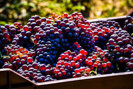 Mouzaki, Ilia, Greece - August 18, 2017: seasonal farm workers (men and women, old and young) pick and dry raisins in Greece. Raisins are produced commercially by drying harvested grape berriesのeditorial素材
