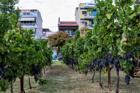 Large bunche of red wine grapes hang from a vine. Ripe grapas. urban vineyard. Thessaloniki, Greeceの写真素材