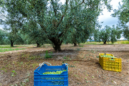 Olives harvesting in a field in Chalkidiki,  Greece