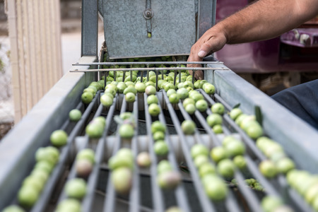 Hand sorting out collected green olives in Chalkidiki,  Greeceの写真素材
