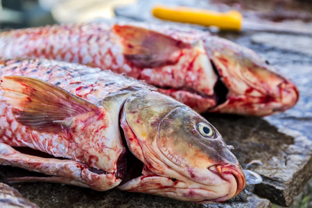 close-up fresh fish Cyprinus carpio from the lake Kerkini, Greece. selective focusの写真素材