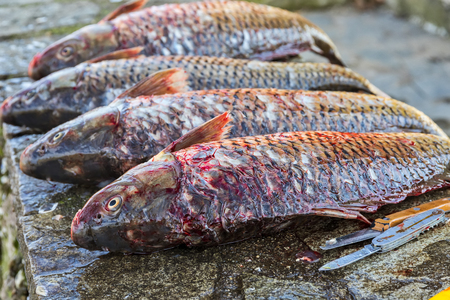 close-up fresh fish Cyprinus carpio from the lake Kerkini, Greece. selective focusの写真素材