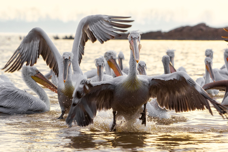 pelikans in Kerkini Lake in northern Greeceの写真素材