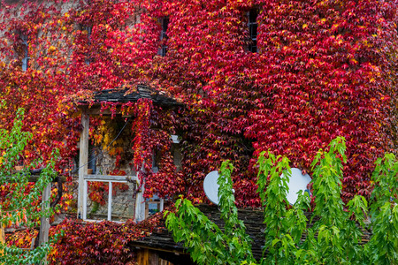 Fall red leafs climb a multi stored building fasade, omitting windows. Seasonal Autumn background. Papingo village, Zagorochoria, Greece の写真素材