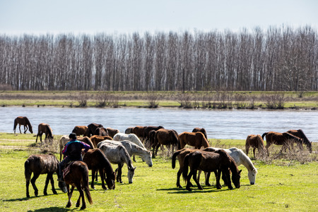 horses grazing next to the river Strymon in Northern Greece.の写真素材