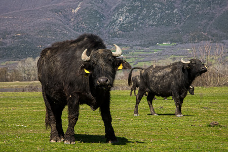 Close up of a Buffalo grazing next to the river Strymon in Northern Greece.の写真素材