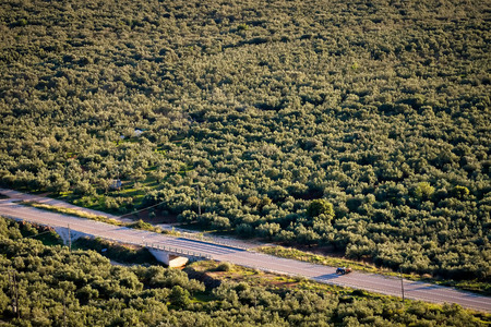 Aerial view of olives trees in a field in Messinia, Greeceの写真素材