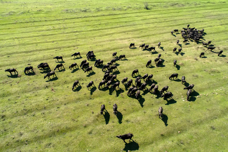 Buffalo grazing next to the river Strymon in Northern Greece on a sunny day. Aerial shot with droneの写真素材