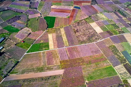 Aerial view the orchard of peach trees in bloomed in spring in the plain of Veria in northern Greeceの写真素材
