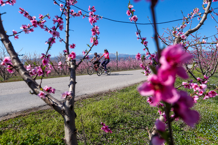 Veria, Greece - March 17 2019: Cycling on the flowering peach trees in the Veria Plain, organized for the third time by the Veria Touristic Club. nature has been magically transformed by thousands of blooming peach treesのeditorial素材