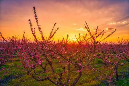 Aerial view the orchard of peach trees in bloomed in spring in the plain of Veria in northern Greeceの写真素材