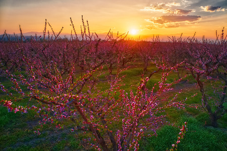 Aerial view the orchard of peach trees in bloomed in spring in the plain of Veria in northern Greeceの写真素材