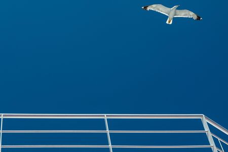 A majestic seagull flying in a clear blu sky in summer season at Thasos Island in Greeceの写真素材