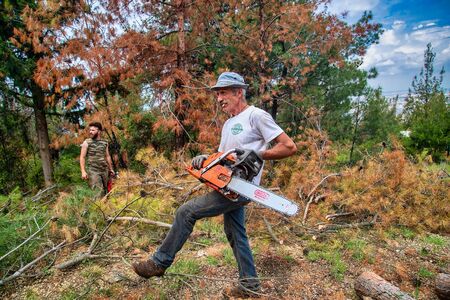 Thessaloniki, Greece - June 26, 2019: Lumberjack work wirh chainsaw in the forest with coniferous trees for industrial exploitation in the suburban forest of Thessalonikiのeditorial素材