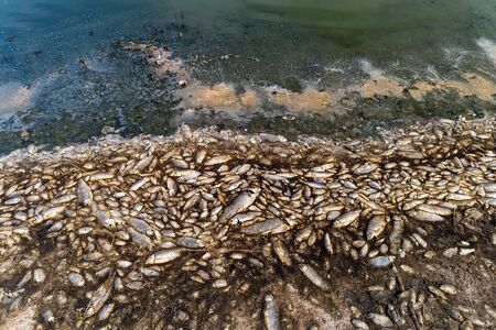 Thousands of dead fish around Lake Koroneia in northern Greece. the high fish mortality is largely...