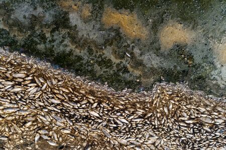 Thousands of dead fish around Lake Koroneia in northern Greece. the high fish mortality is largely...