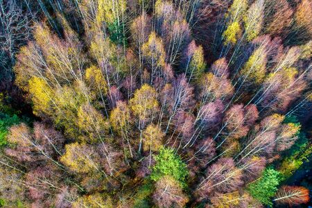 Aerial view of autumn forest . Amazing landscape , trees with red and orange leaves in day, National...