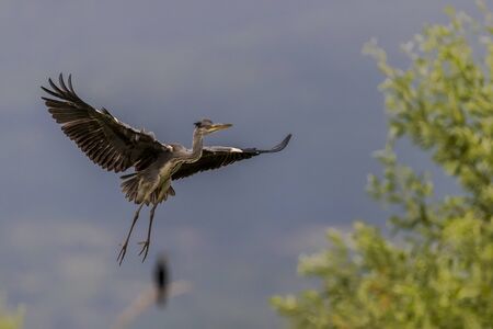 Agrey heron (Ardea cinerea) in Bird sanctuary, on Lake Kerkini, Greeceの写真素材
