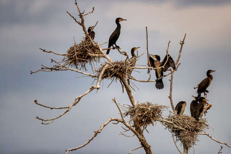 The great cormorants (Phalacrocorax carbo) in Bird sanctuary, on Lake Kerkini, Greeceの写真素材