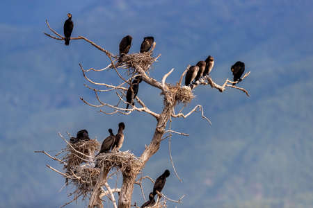 The great cormorants (Phalacrocorax carbo) in Bird sanctuary, on Lake Kerkini, Greeceの写真素材