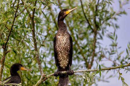 The great cormorants (Phalacrocorax carbo) in Bird sanctuary, on Lake Kerkini, Greeceの写真素材