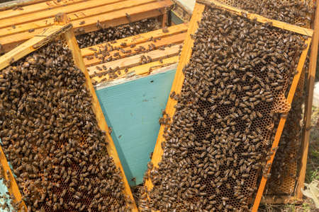 Close up view of the working bees on the honeycomb with sweet honey. Honey is beekeeping healthy...