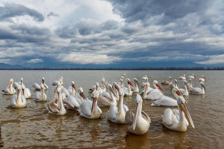 Pelicans (Pelecanus crispus) in Kerkini Lake in northern Greeceの写真素材