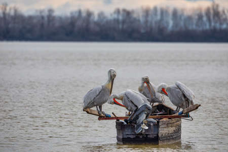 Dalmatian pelican (Pelecanus crispus) in Kerkini Lake in northern Greeceの写真素材