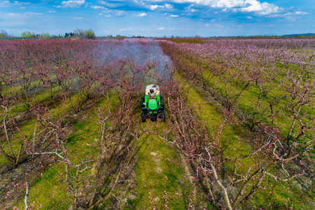 Aerial view the orchard of peach trees in bloomed in spring in the plain of Veria in northern Greeceの写真素材