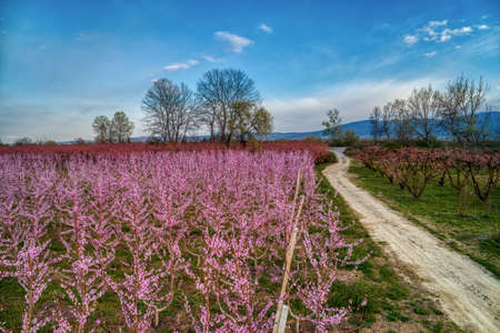 Aerial view the orchard of peach trees in bloomed in spring in the plain of Veria in northern Greeceの写真素材