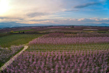 Aerial view the orchard of peach trees in bloomed in spring in the plain of Veria in northern Greeceの写真素材