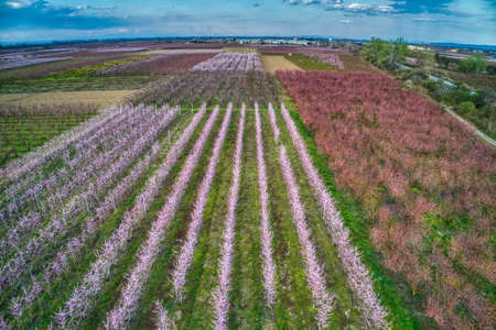Aerial view the orchard of peach trees in bloomed in spring in the plain of Veria in northern Greeceの写真素材